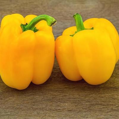 Capsicum annuum Golden California Wonder