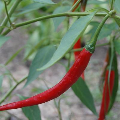 Capsicum annuum Cayenne Long Thin