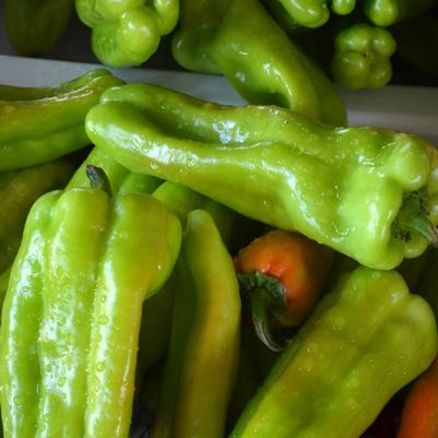 Capsicum annuum Cubanelle