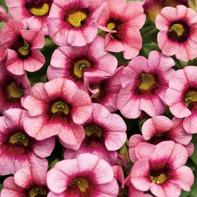 Calibrachoa Superbells® Strawberry Punch™