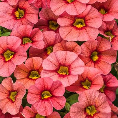 Calibrachoa Superbells® Coralina