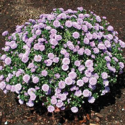 Aster novi-belgii Henry™ I Blue