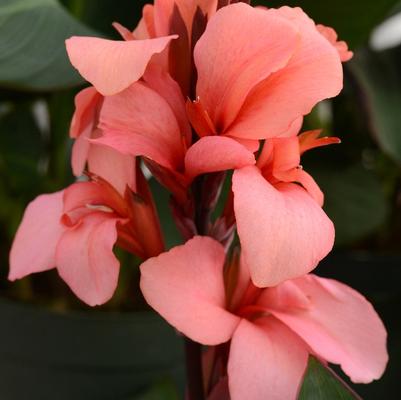 Canna x generalis Cannova® Mango