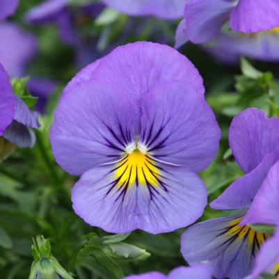 Viola x wittrockiana Cool Wave® Blue Skies