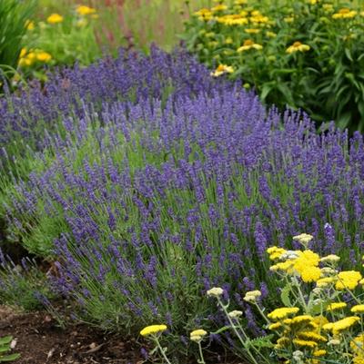 Lavandula angustifolia Hidcote