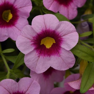 Calibrachoa Cabaret® Light Pink Kiss