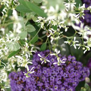 Heliotropium arborescens Marine