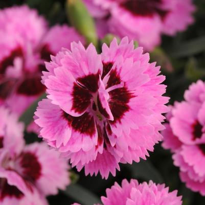 Dianthus Everlast™ Lilac + Eye