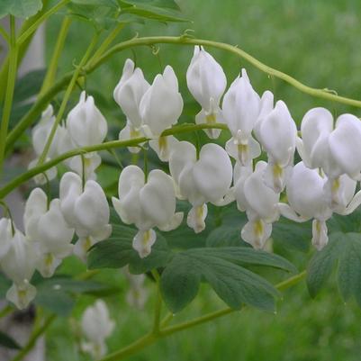 Dicentra spectabilis Alba