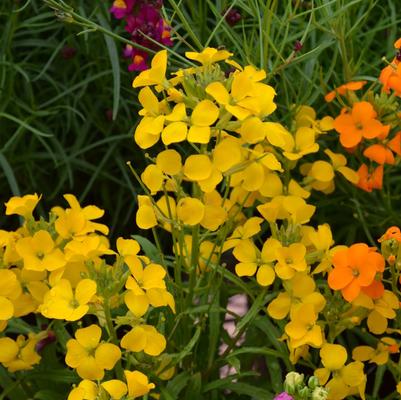 Erysimum Citrona™ Yellow