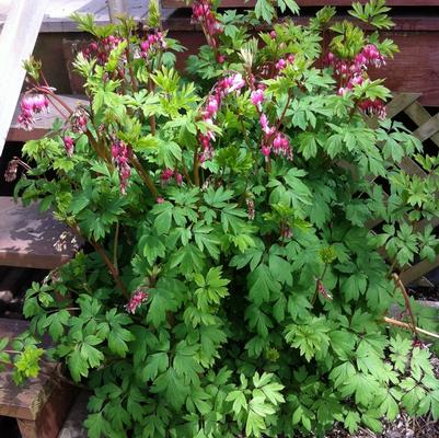 Dicentra spectabilis 