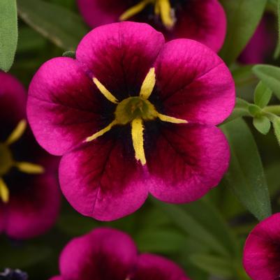 Calibrachoa Cabaret® Good Night Kiss