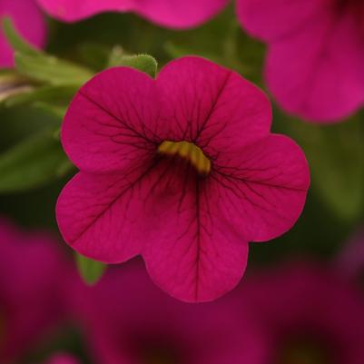 Calibrachoa Cabaret® Neon Rose