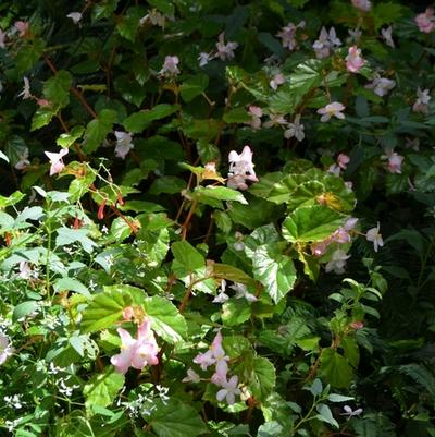 Begonia Richmondensis