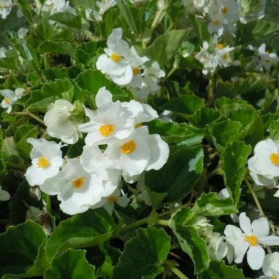 Begonia x benariensis Big™ White Green Leaf