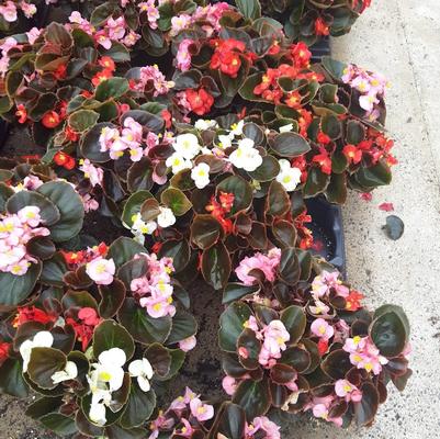 Begonia semperflorens Senator Bronze Leaf Mix