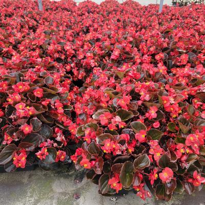 Begonia semperflorens Senator Bronze Leaf Red