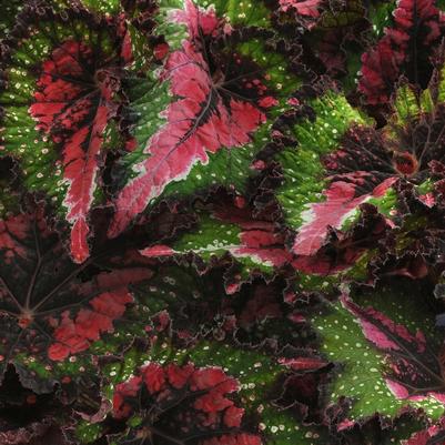 Begonia rex-cultorum Jurassic™ Watermelon