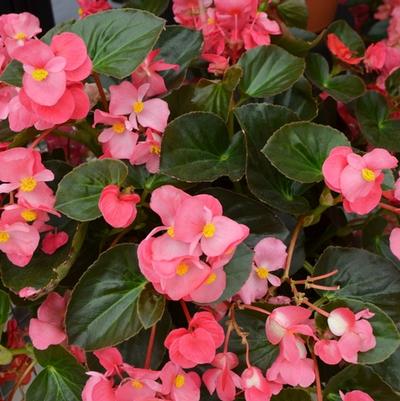 Begonia x benariensis Big™ Rose Bronze Leaf