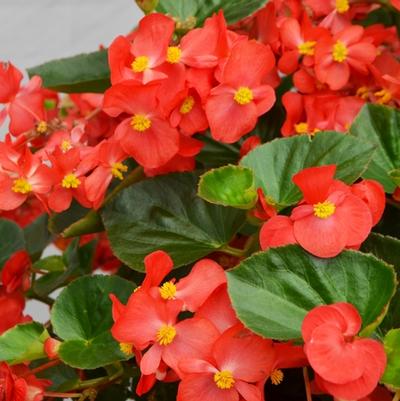 Begonia x benariensis Big™ Red Bronze Leaf