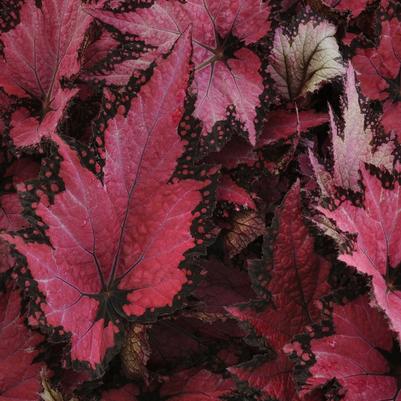 Begonia rex-cultorum Jurassic™ Pink Shades