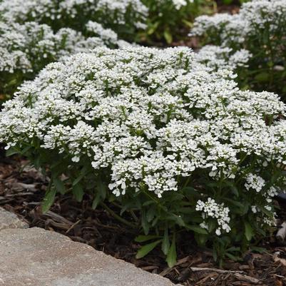 Iberis amara Summer Snowdrift