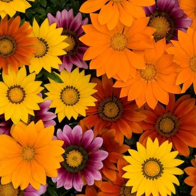 Gazania rigens New Day® Bright Mix