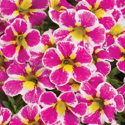 Calibrachoa Superbells® Holy Cow!™