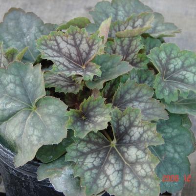 Heuchera americana Marvelous Marble™