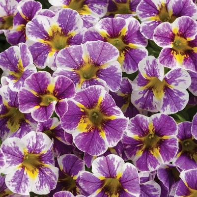 Calibrachoa Superbells® Holy Smokes!®