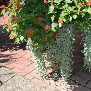 Dichondra argentea Silver Falls™