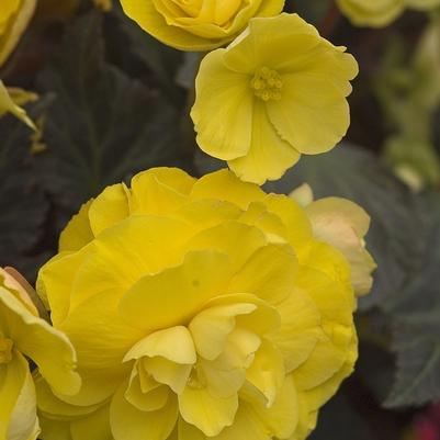 Begonia x tuberhybrida Nonstop® Mocca Yellow