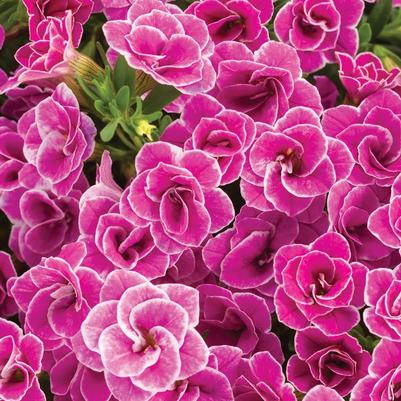 Calibrachoa Superbells® Doublette Love Swept™