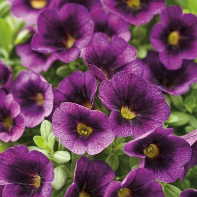 Calibrachoa Superbells® Grape Punch™