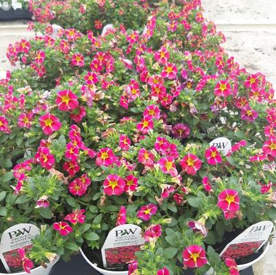 Calibrachoa Superbells® Cherry Star