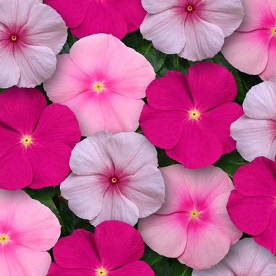 Catharanthus roseus Titan™ Bubble Gum Mix