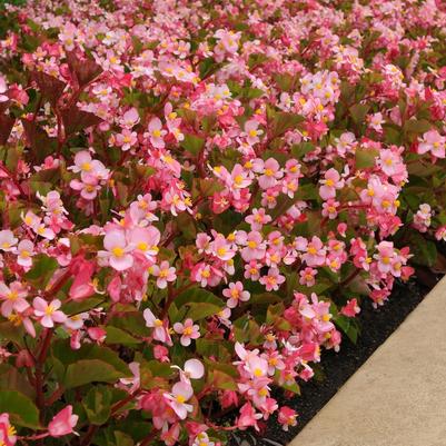 Begonia BabyWing® Pink