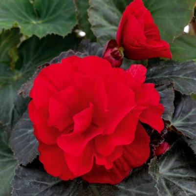 Begonia x tuberhybrida Nonstop® Mocca Deep Red