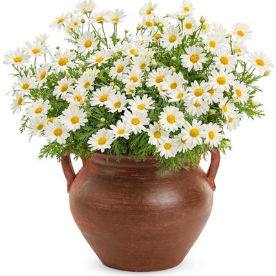 Argyranthemum frutescens Pure White Butterfly®