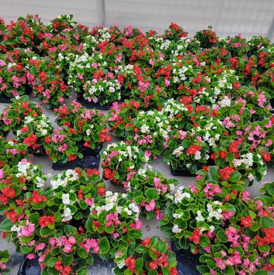 Begonia semperflorens Ambassador Mix