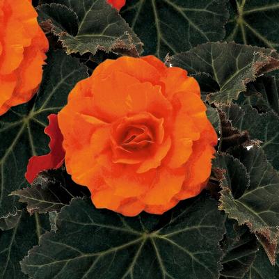 Begonia x tuberhybrida Nonstop® Mocca Deep Orange