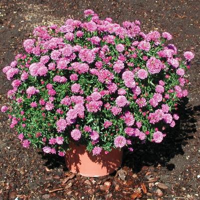 Aster novi-belgii Henry™ I Pink