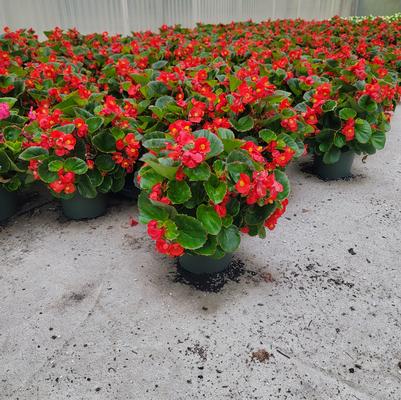 Begonia semperflorens Ambassador Red