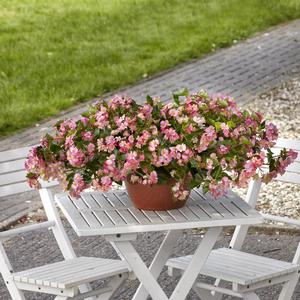 Begonia Hula™ Pink