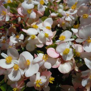 Begonia Hula™ Blush