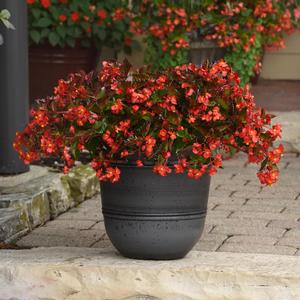 Begonia Hula™ Red