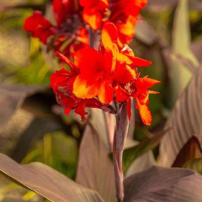 Canna x generalis Cannova® Bronze Scarlet