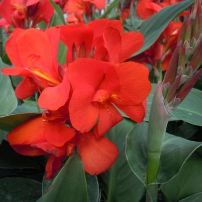 Canna x generalis Cannova® Scarlet