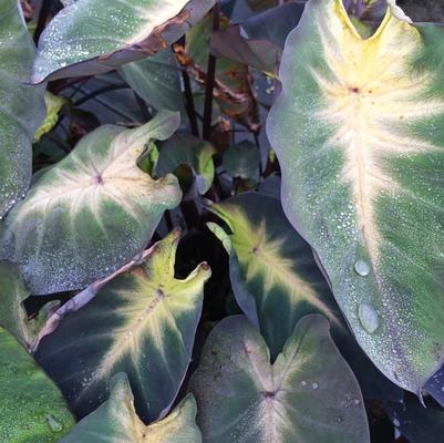 Colocasia esculenta 'Royal Hawaiian® Tropical Storm