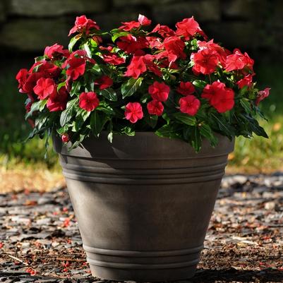 Catharanthus roseus Titan™ Dark Red 